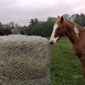 How To Use A Round Bale Slow Feeding Hay Net